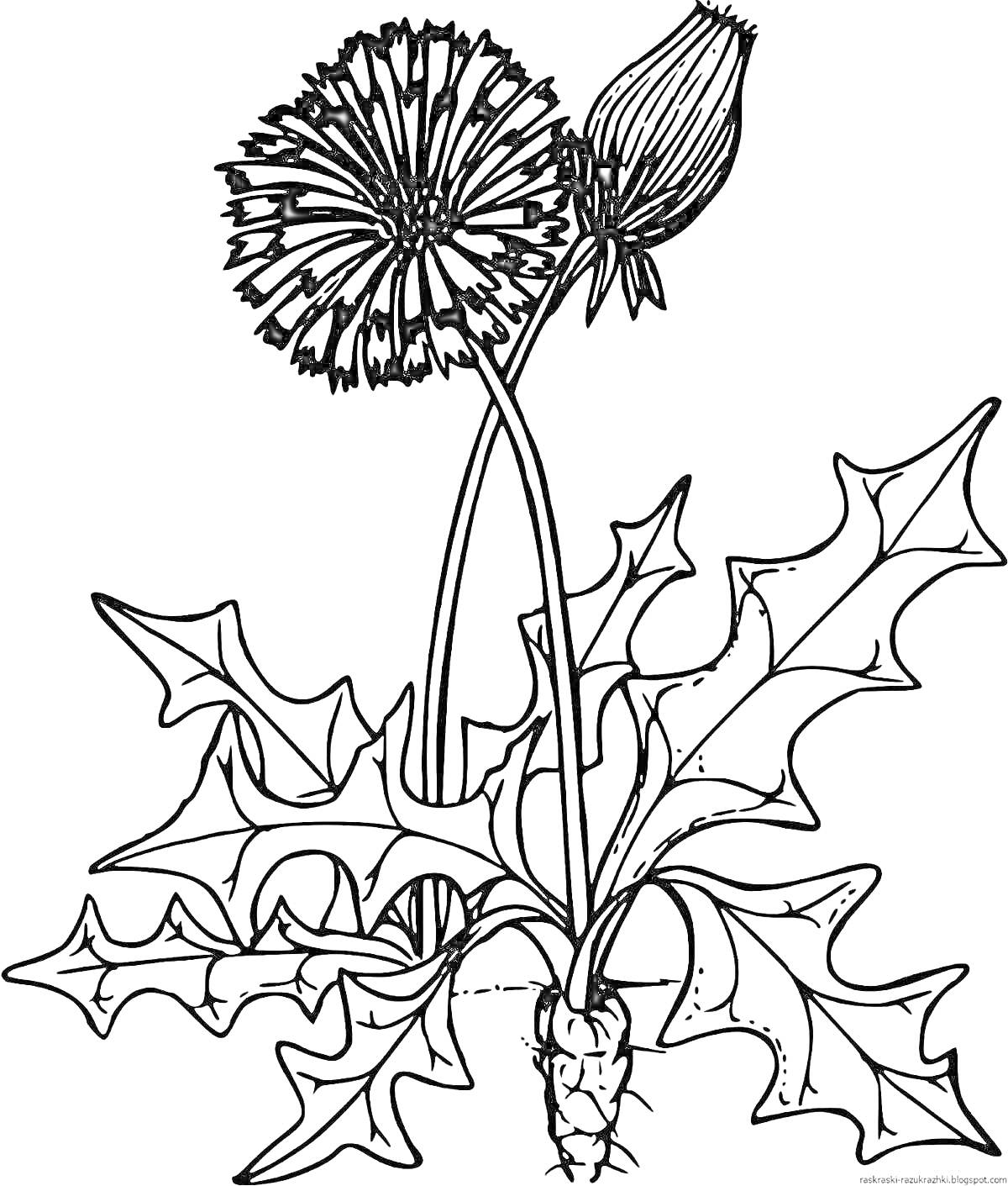 Раскраска Одуванчик с цветком и бутоном, листья и корень