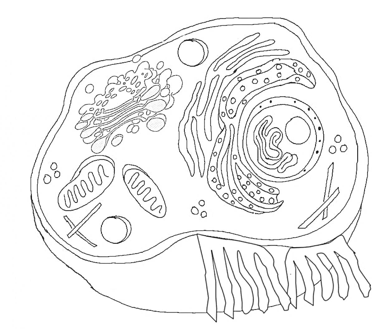 Раскраска Клетка с органеллами, включает ядро, митохондрии, аппарат Гольджи, эндоплазматическую сеть, рибосомы, цитоплазму, клеточную мембрану