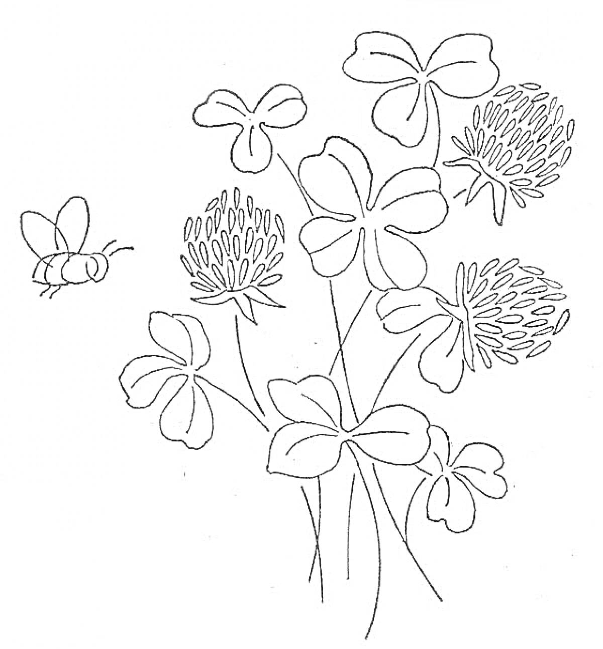 На раскраске изображено: Клевер, Цветы, Листья, Природа, Контурные рисунки, Пчёлы