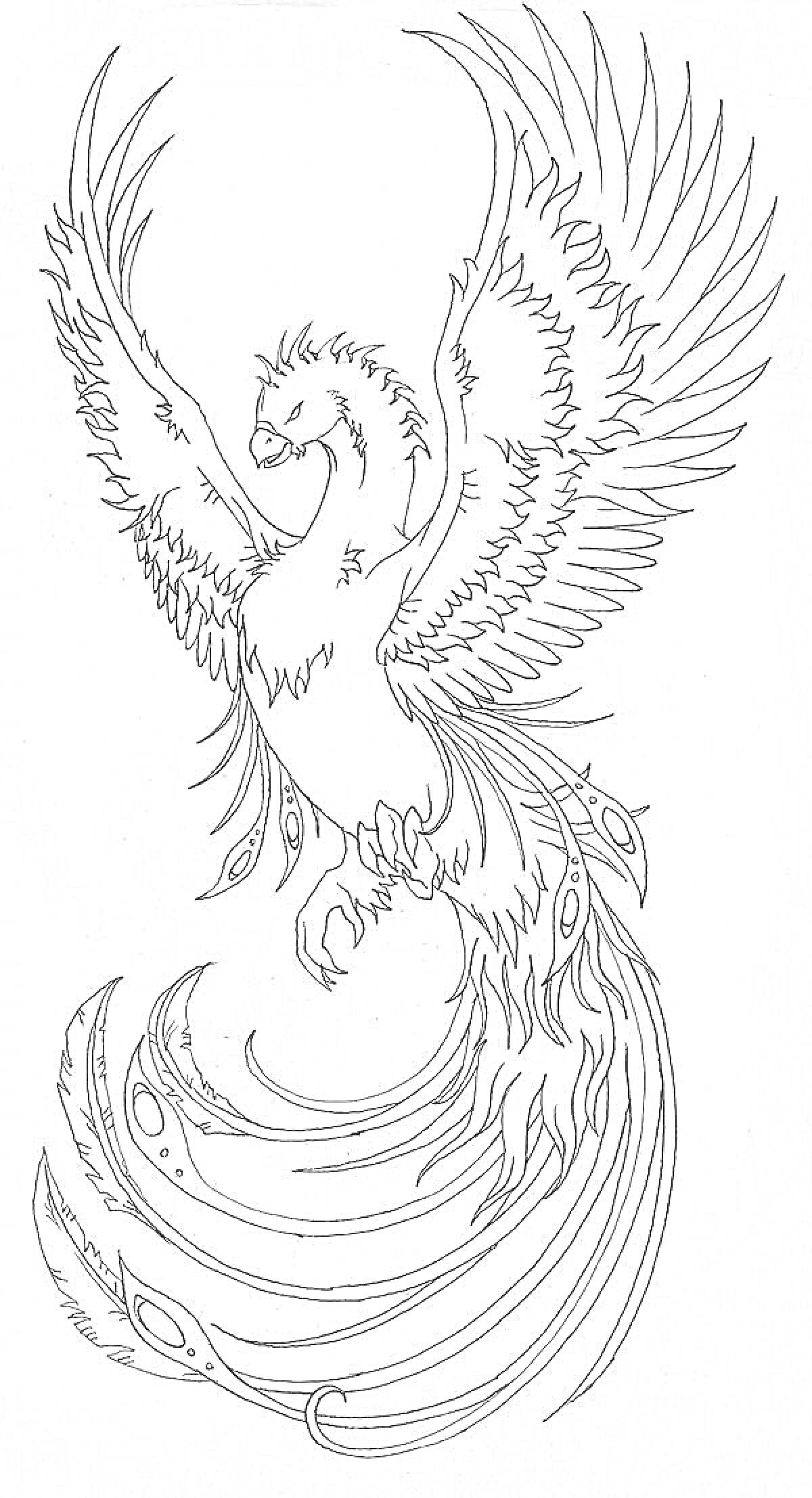 На раскраске изображено: Птица, Феникс, Крылья, Огонь, Хвост, Когти, Легенда, Мифические существа