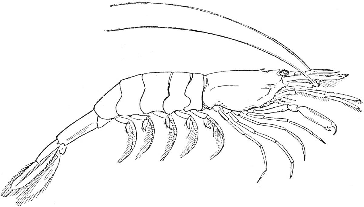 Раскраска креветка с антеннами и конечностями