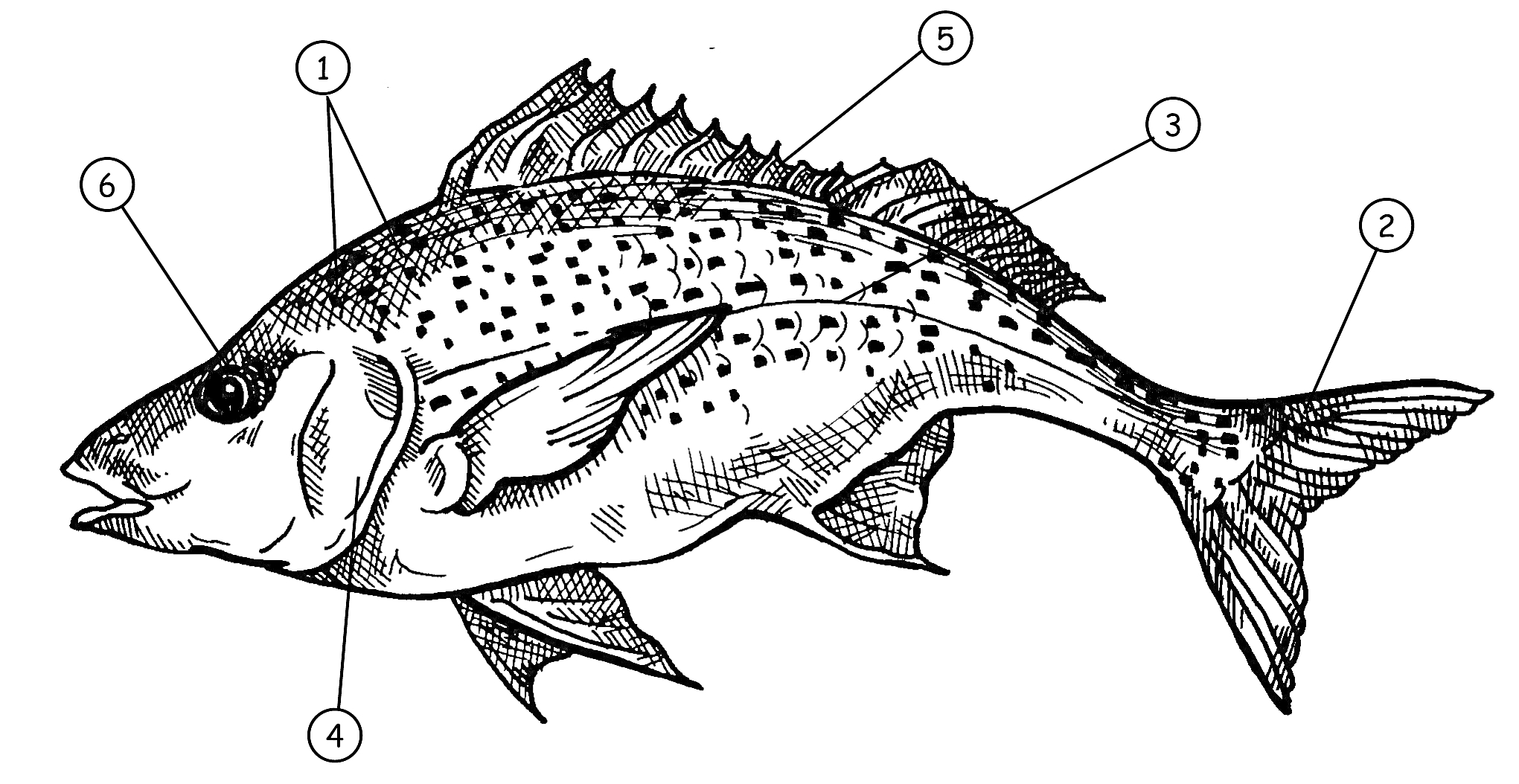 рыба с элементами 1 - спинной плавник, 2 - хвостовой плавник, 3 - анальный плавник, 4 - боковая линия, 5 - вторичный спинной плавник, 6 - жаберная крышка.