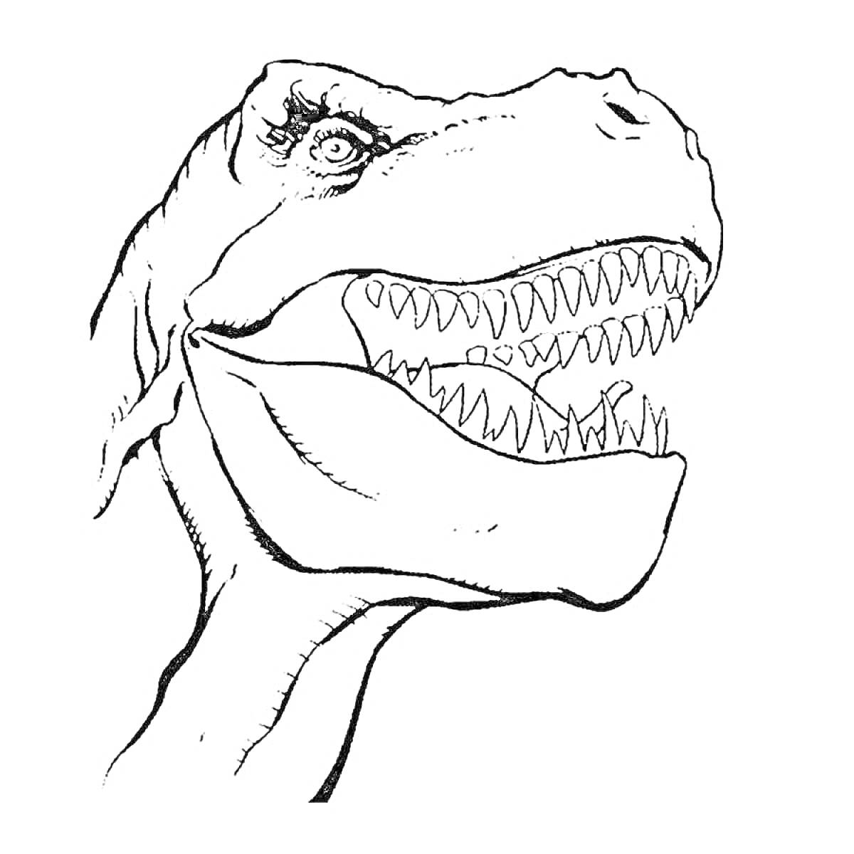 Раскраска Тираннозавр рекс крупным планом с открытой пастью и острыми зубами