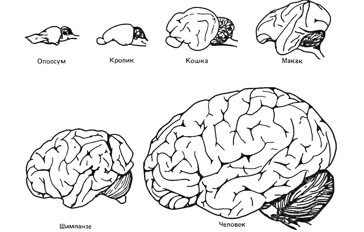 Мозг различных млекопитающих: опоссум, кролик, кошка, макак, шимпанзе, человек