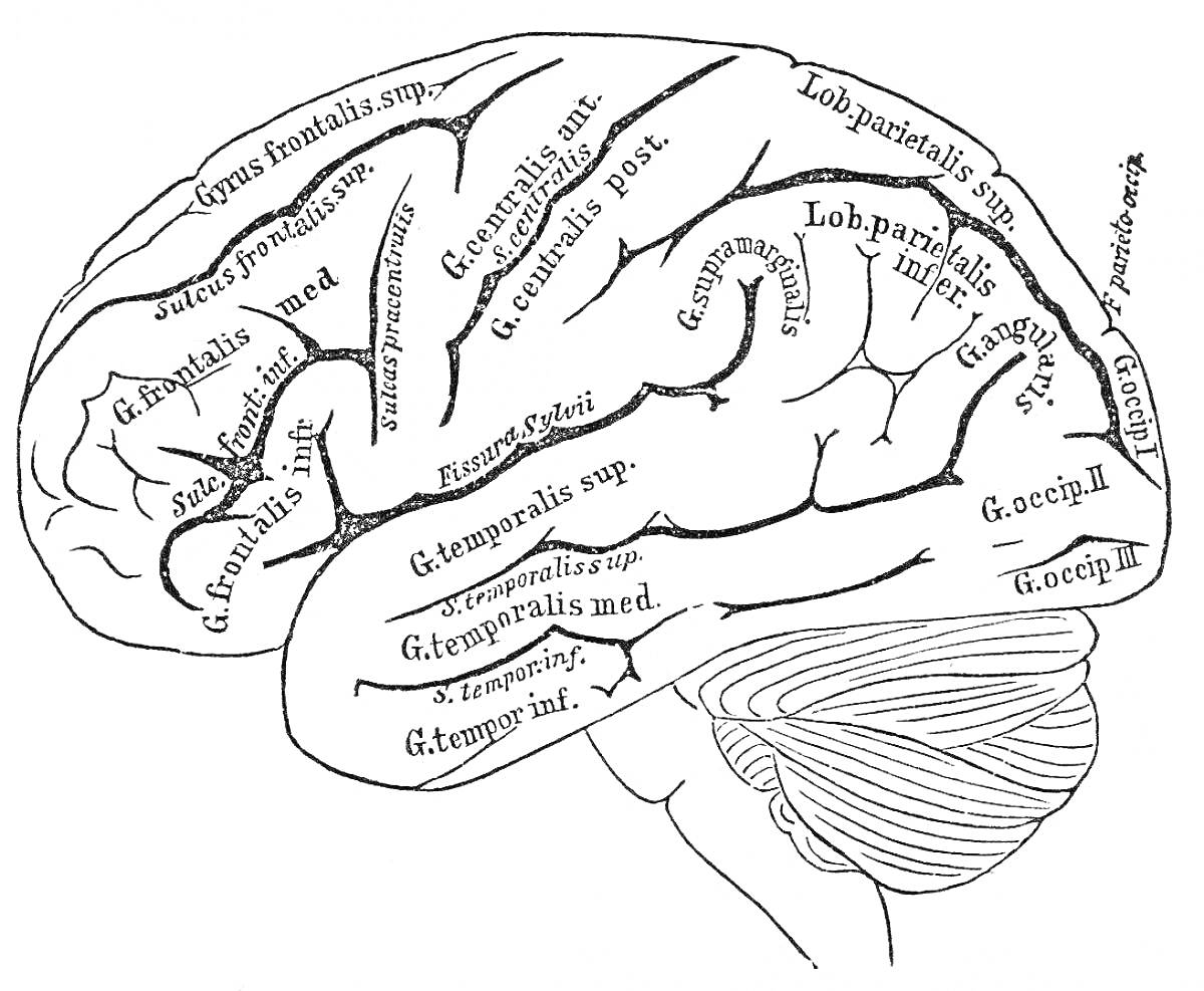 Раскраска изображение мозга с обозначенными областями (Gyrus frontalis inf., Gyrus frontalis med., G. temporalis sup., G. temporalis med., и другие)