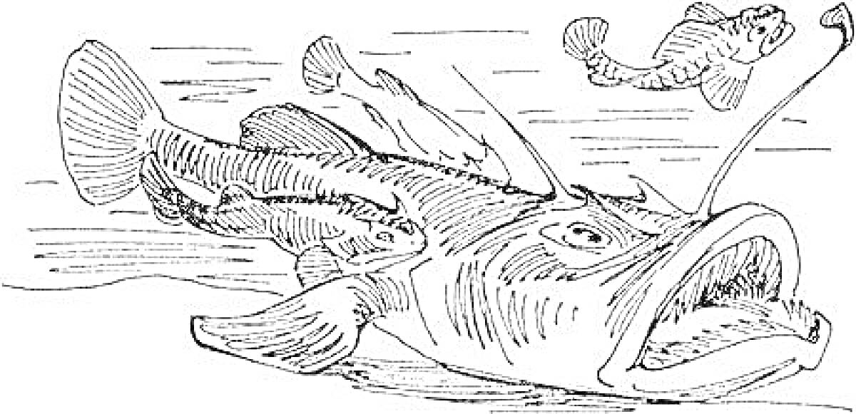 На раскраске изображено: Удильщик, Рыба, Морской хищник, Добыча, Маленькие рыбки, Подводный мир, Морская жизнь