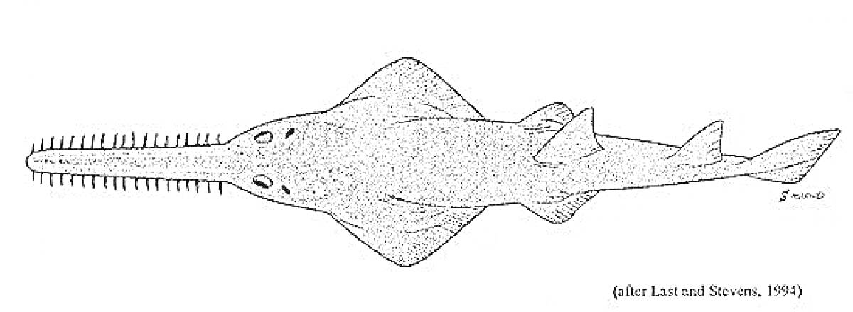 Раскраска Рыба пила с длинным рылом и большими плавниками