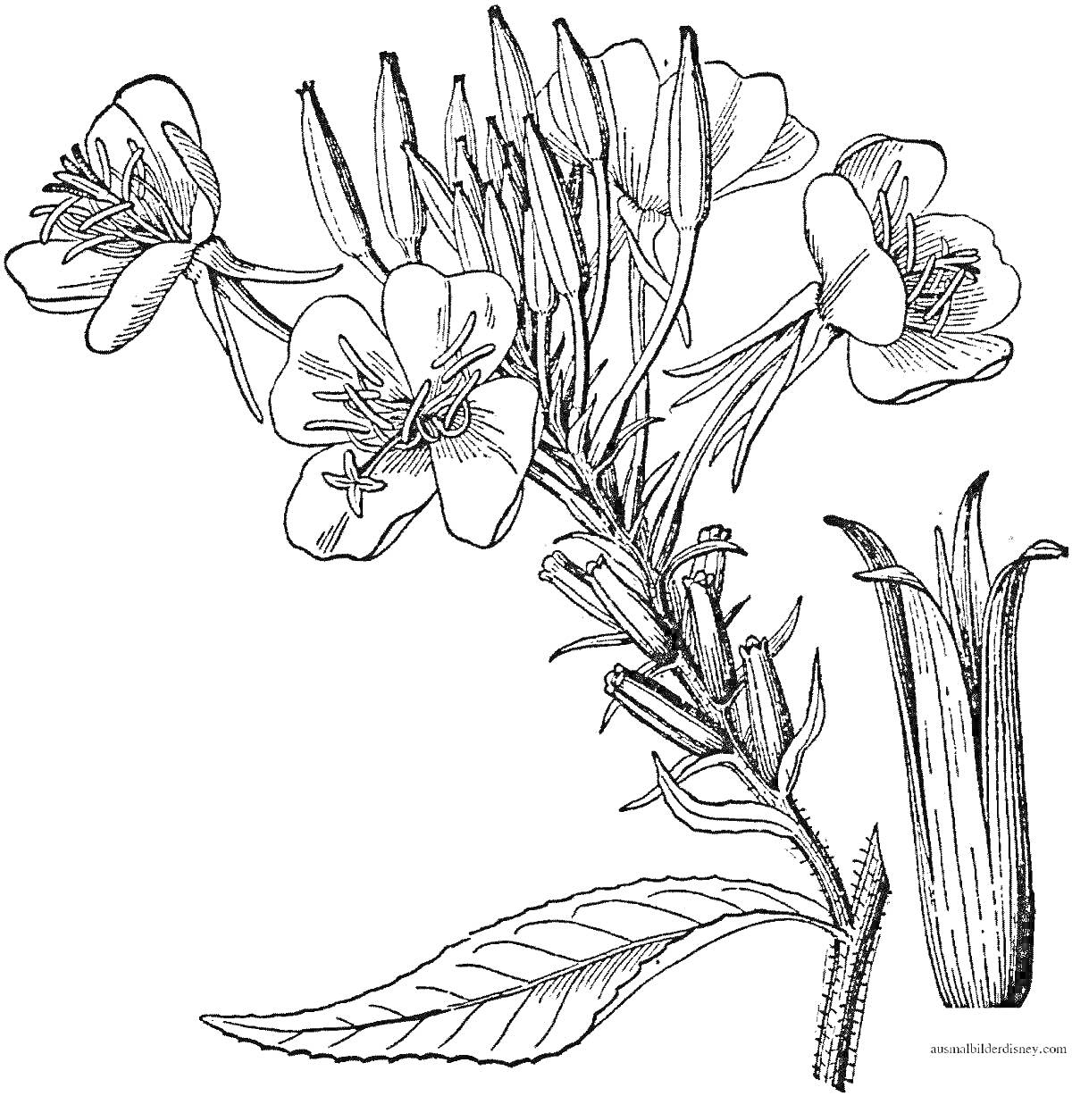 Раскраска Бальзамин с цветами, бутонами и листом