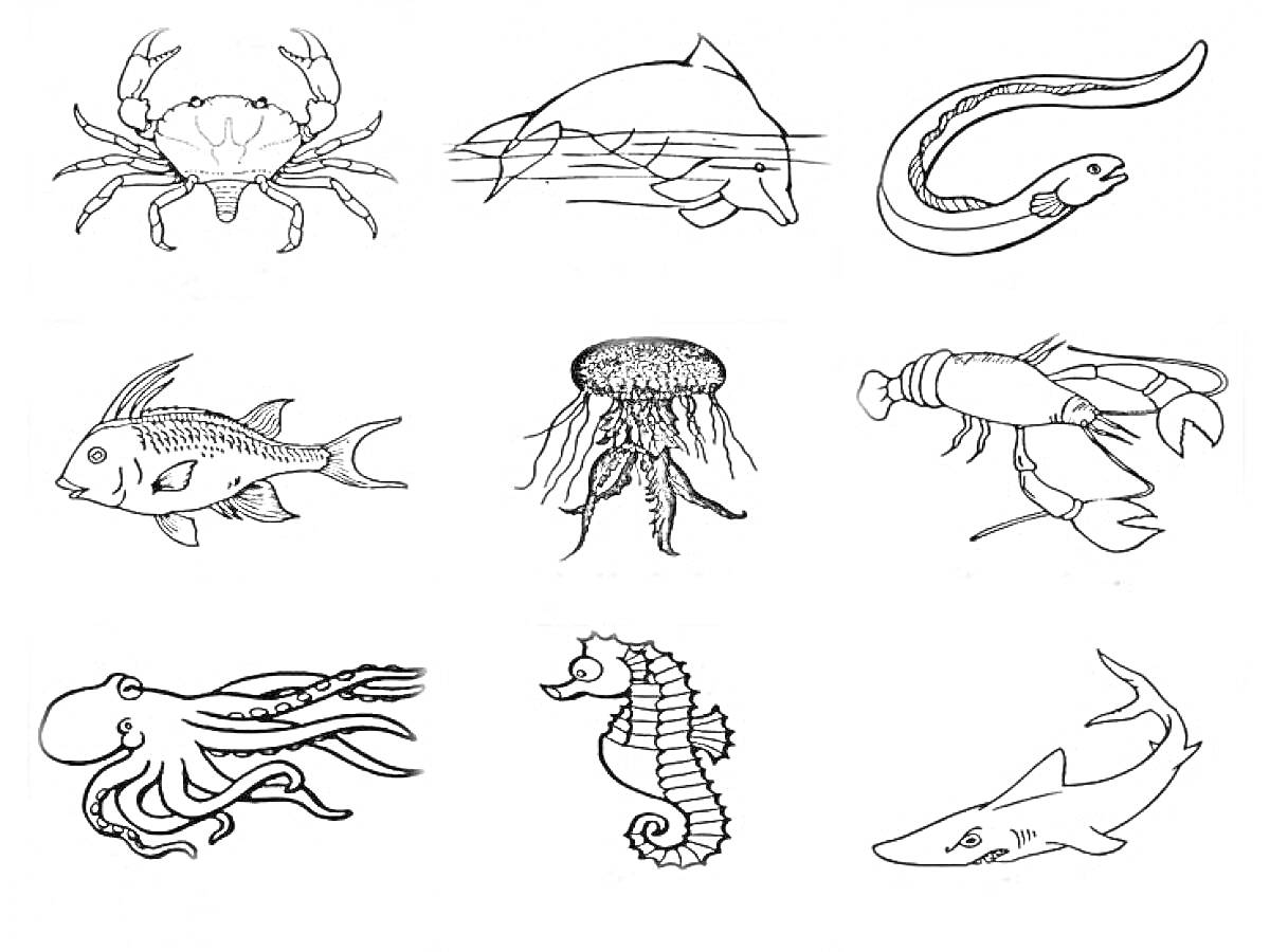 Раскраска Морские обитатели (краб, дельфин, угорь, рыба, медуза, креветка, осьминог, морской конек, акула)