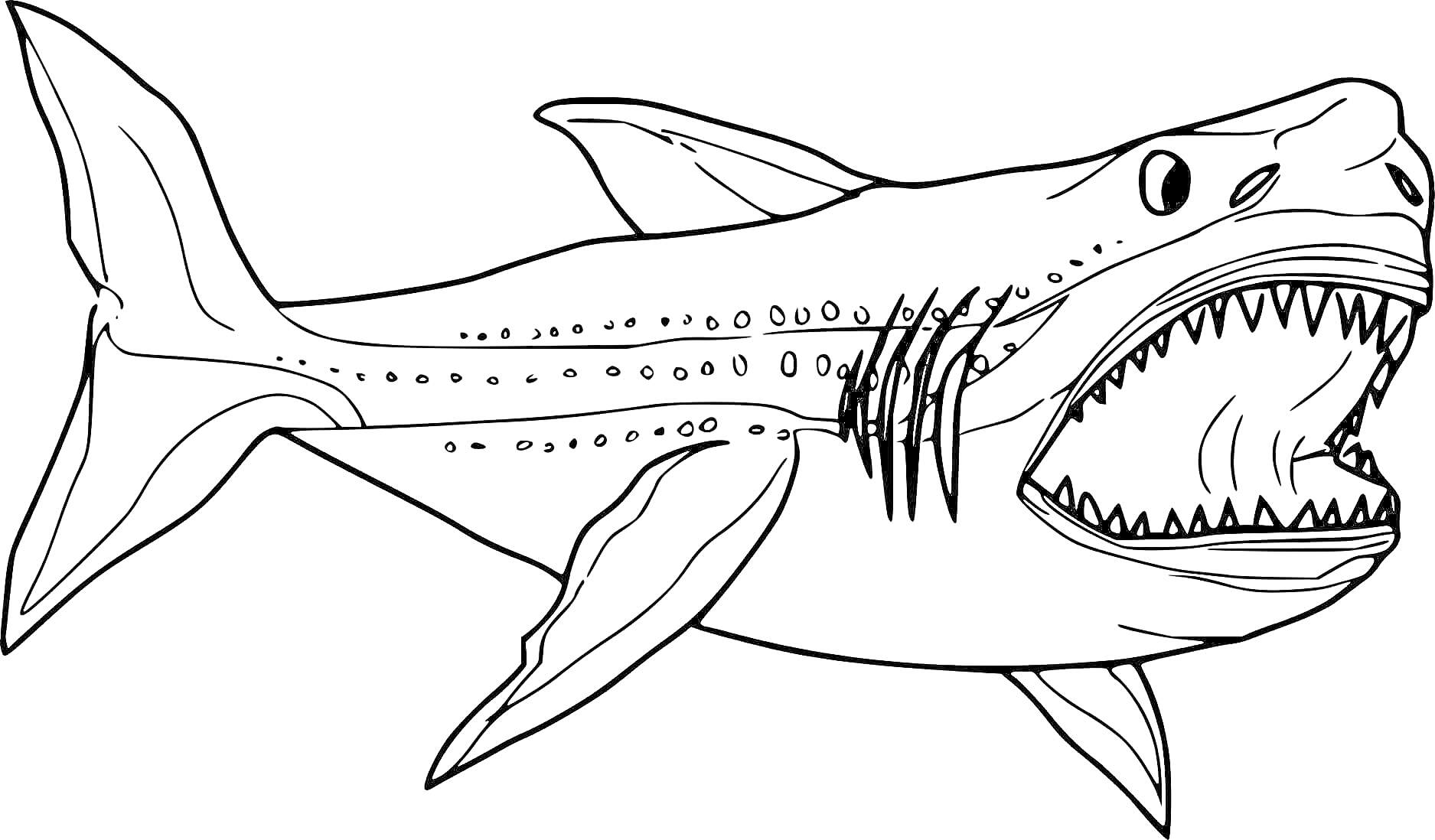 На раскраске изображено: Рыба, Большие зубы, Морская жизнь, Животные, Подводный мир