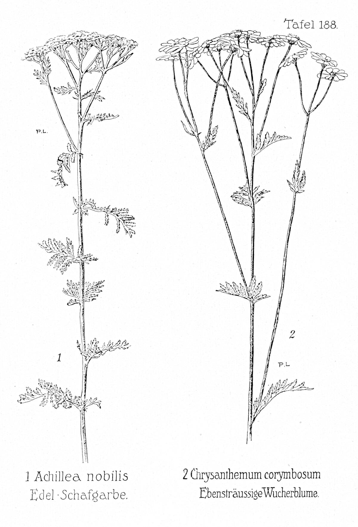 Achillea nobilis и Chrysanthemum corymbosum