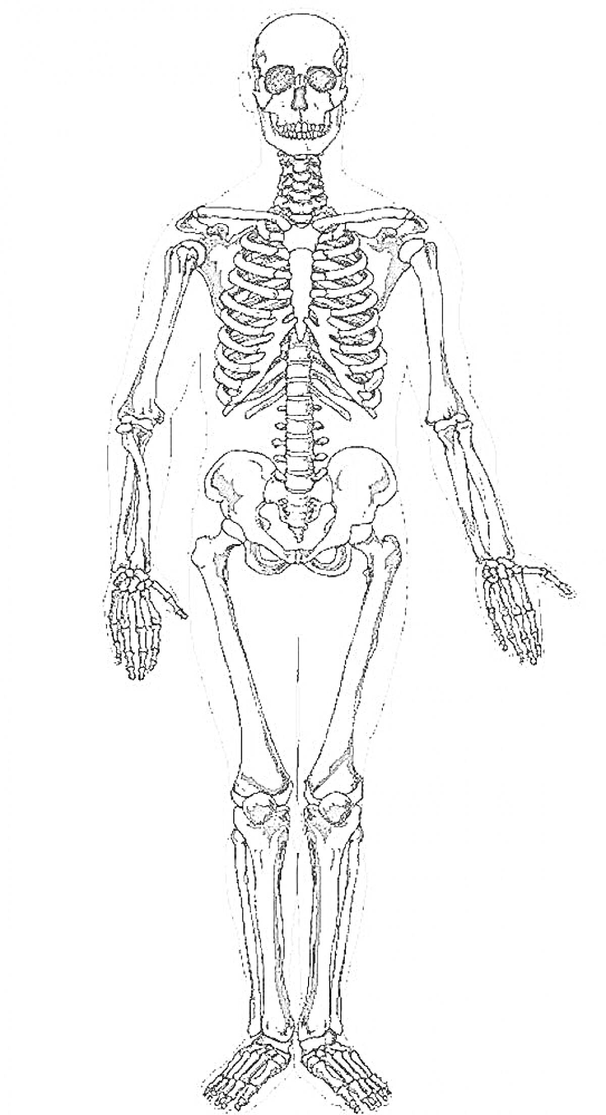 Раскраска Полный человеческий скелет с руками, ногами, ребрами и черепом