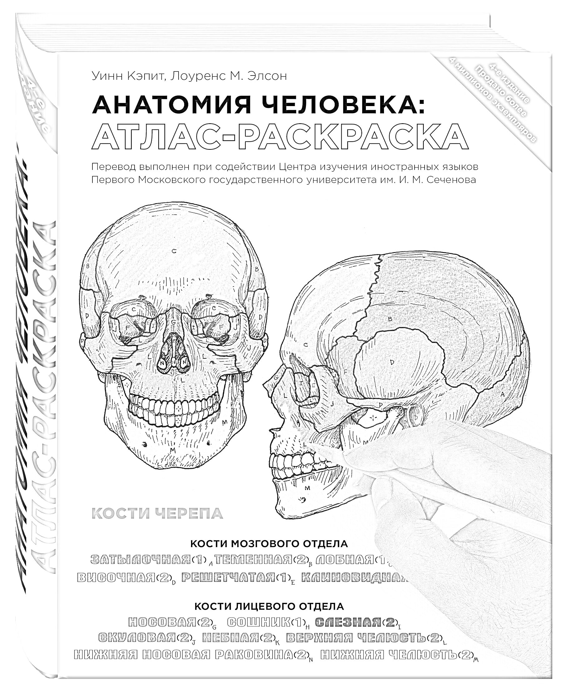 Раскраска Анатомия человека: Атлас-раскраска. Кости черепа.