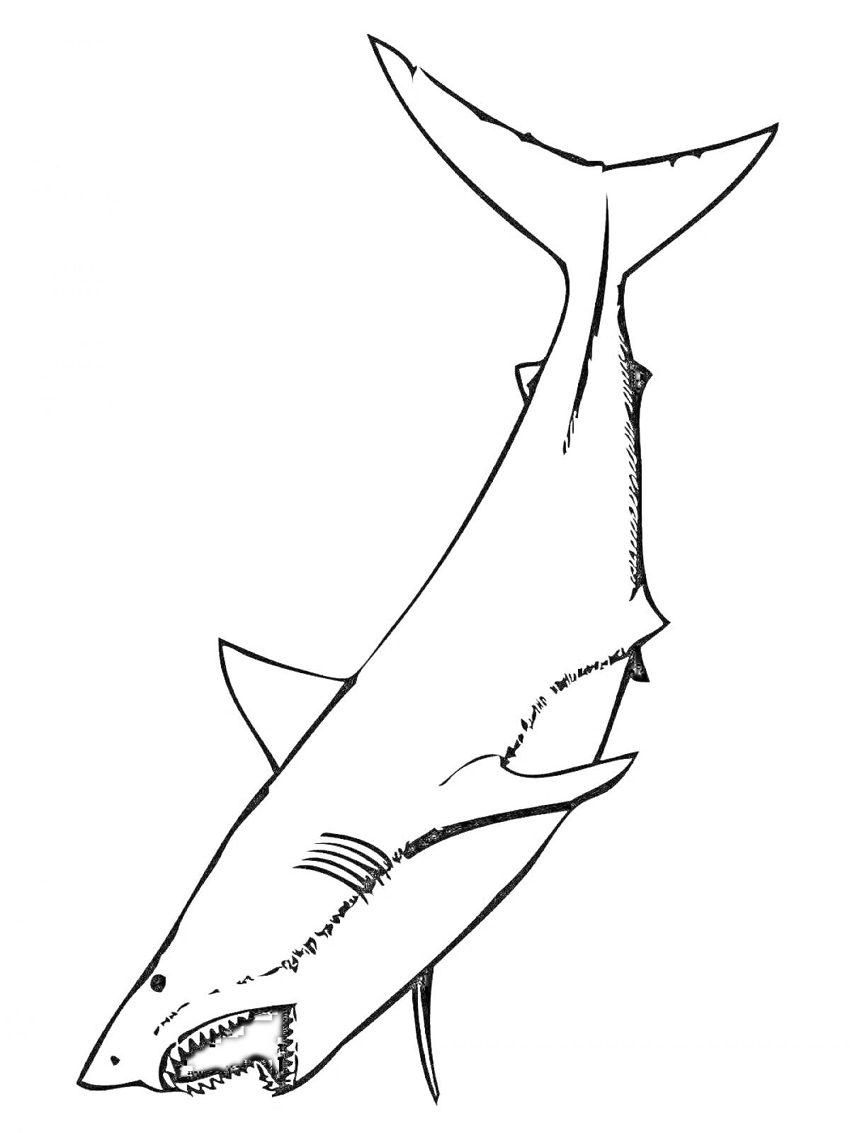 Раскраска акула мегалодон с открытой пастью