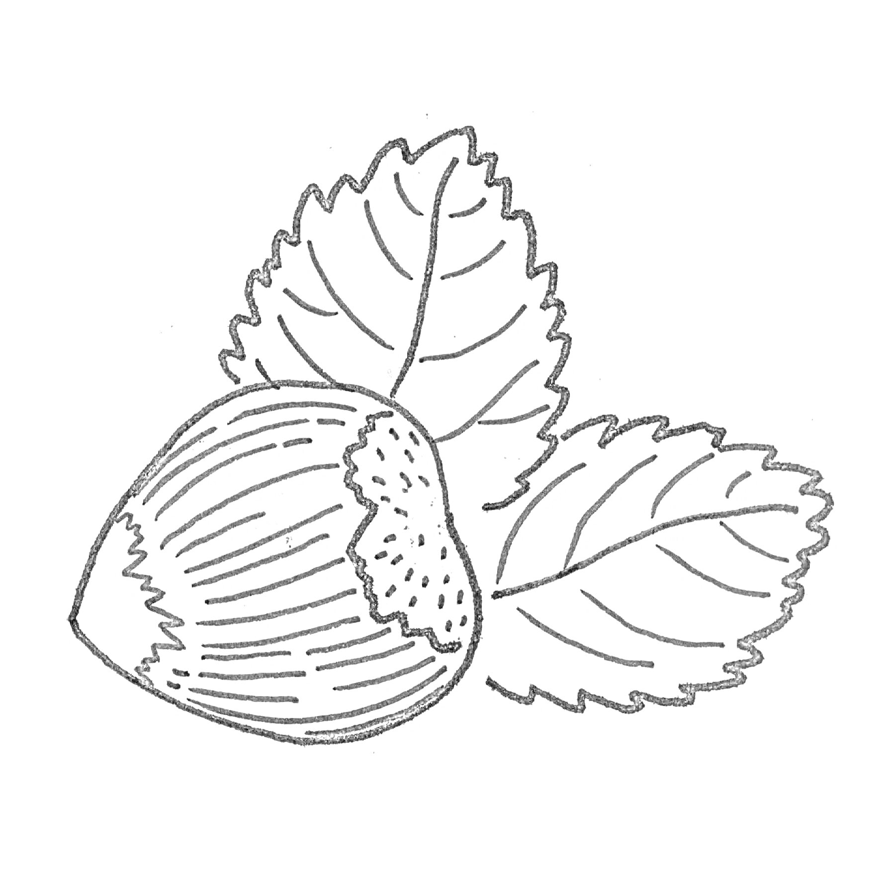 Раскраска Лесной орех с листьями