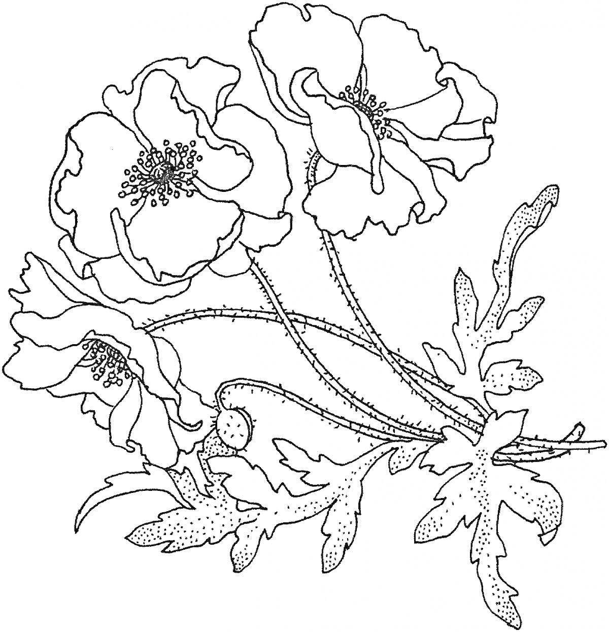 На раскраске изображено: Мак, Цветы, Ботаника, Листья, Природа