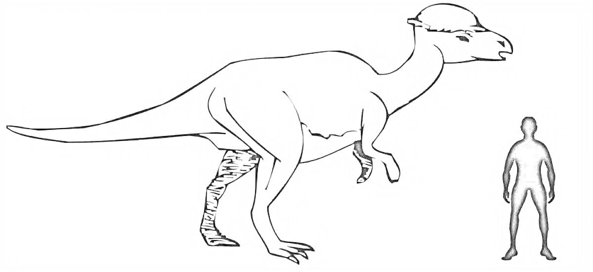 Раскраска Пахицефалозавр рядом с человеком
