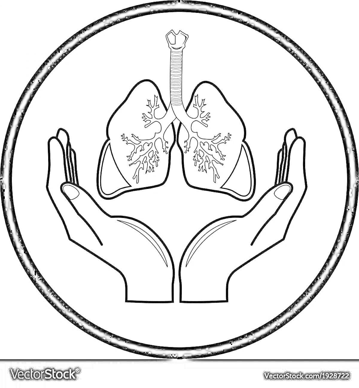 На раскраске изображено: Легкие, Руки, Дыхательная система, Здоровье, Медицинская иллюстрация, Анатомия, Защита, Графика