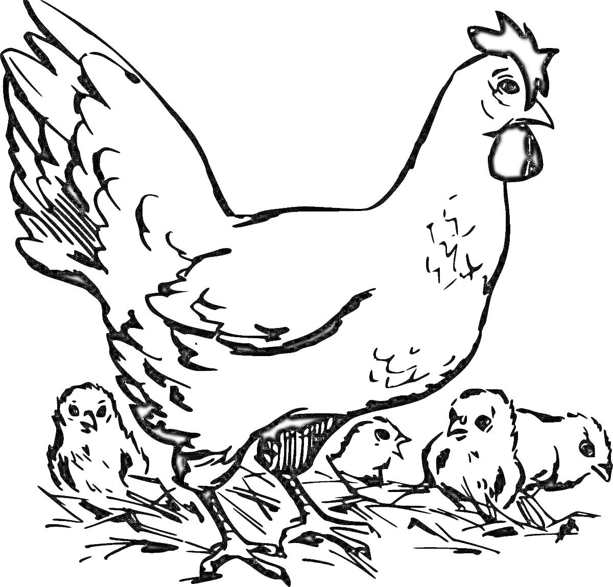 Раскраска курица с цыплятами на траве