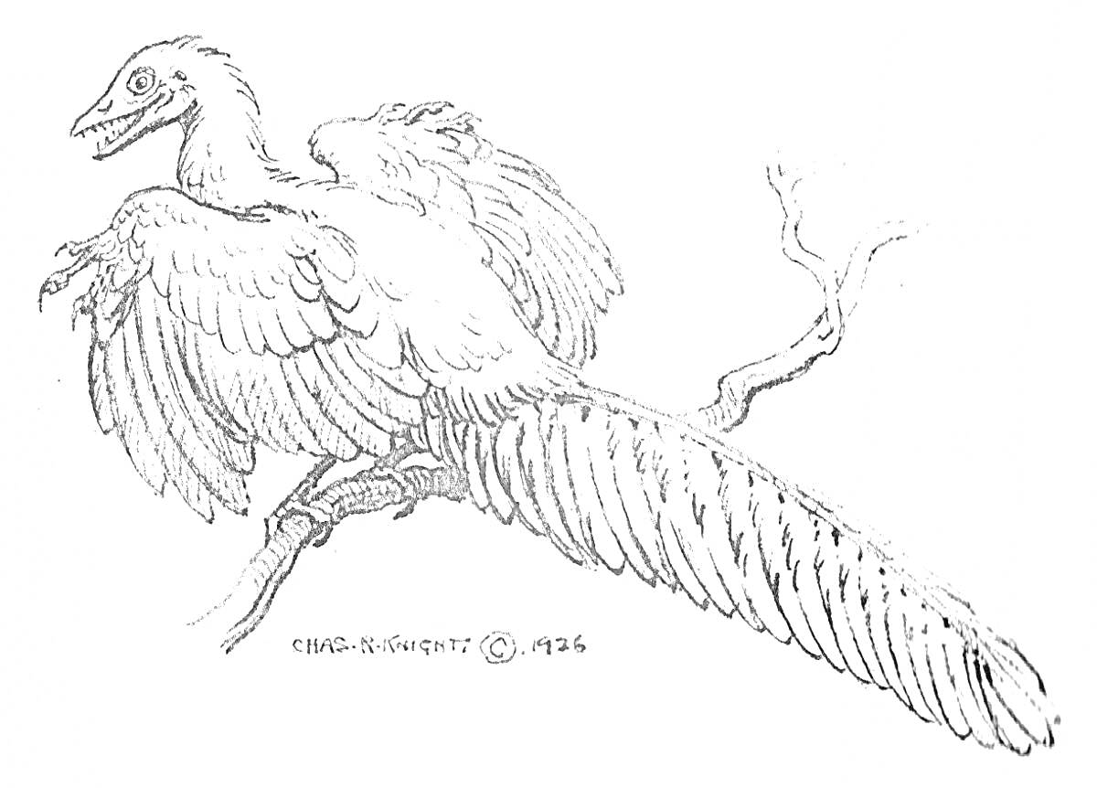 На раскраске изображено: Археоптерикс, Динозавр, Крылья, Ветка