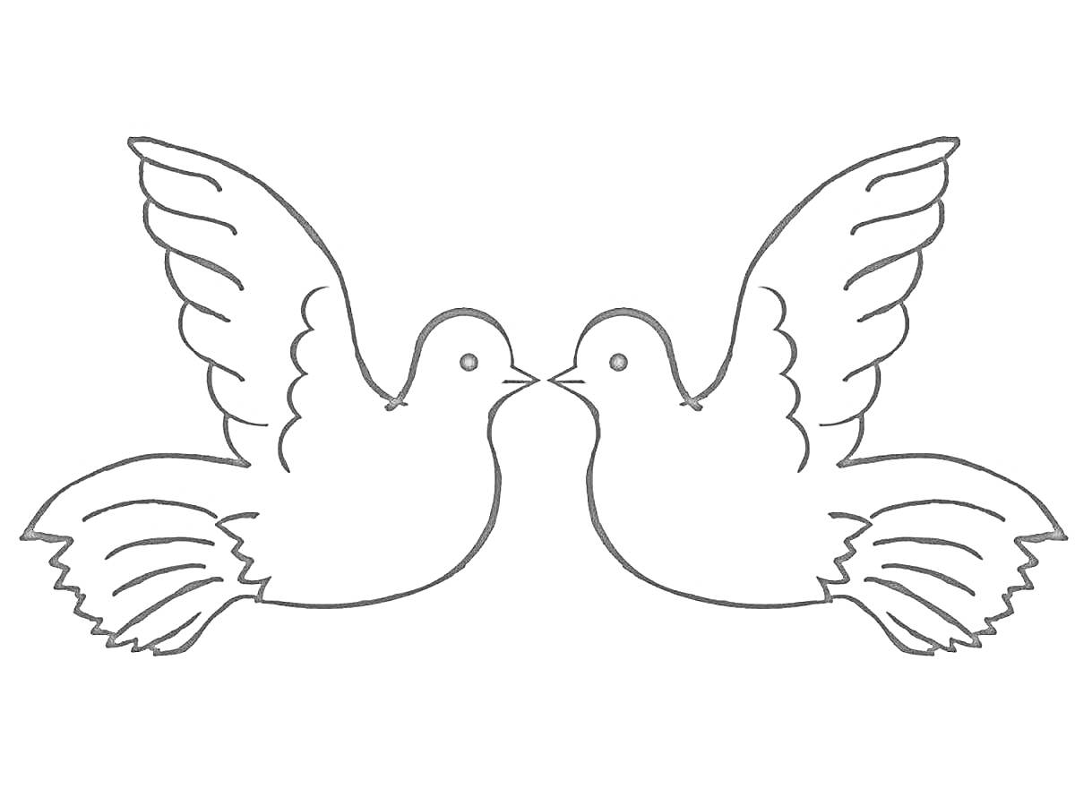 На раскраске изображено: Голуби, Пара, Крылья