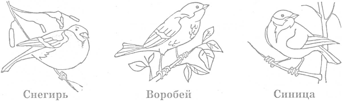 На раскраске изображено: Зимующие птицы, Дошкольники, Снегирь, Воробей, Синица, Контурные рисунки, Природа, Зима