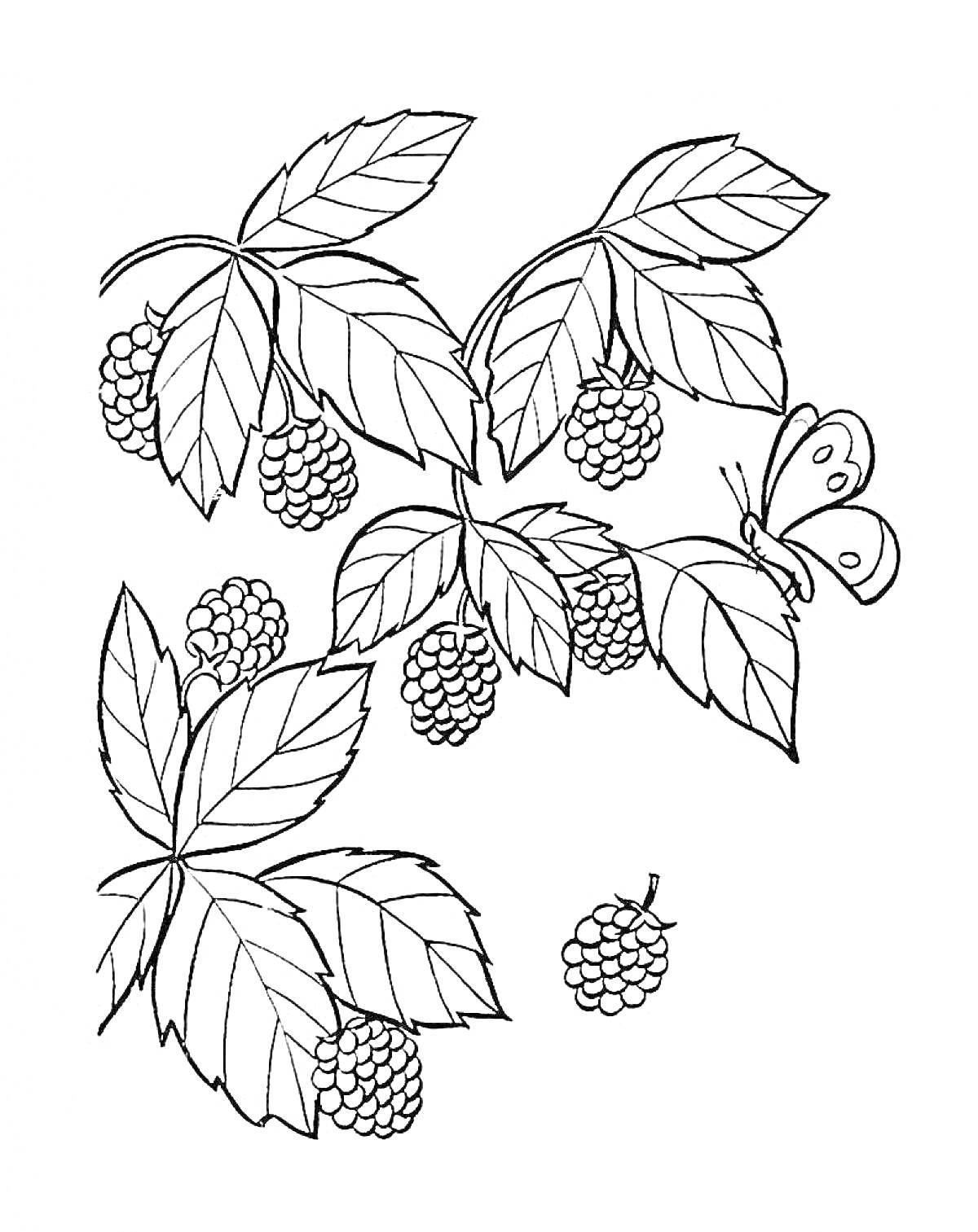На раскраске изображено: Ежевика, Ягоды, Листья, Бабочка, Природа, Растения