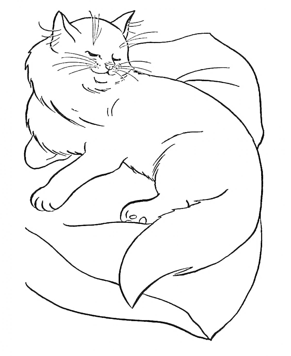 Раскраска Белый кот, лежащий на подушке