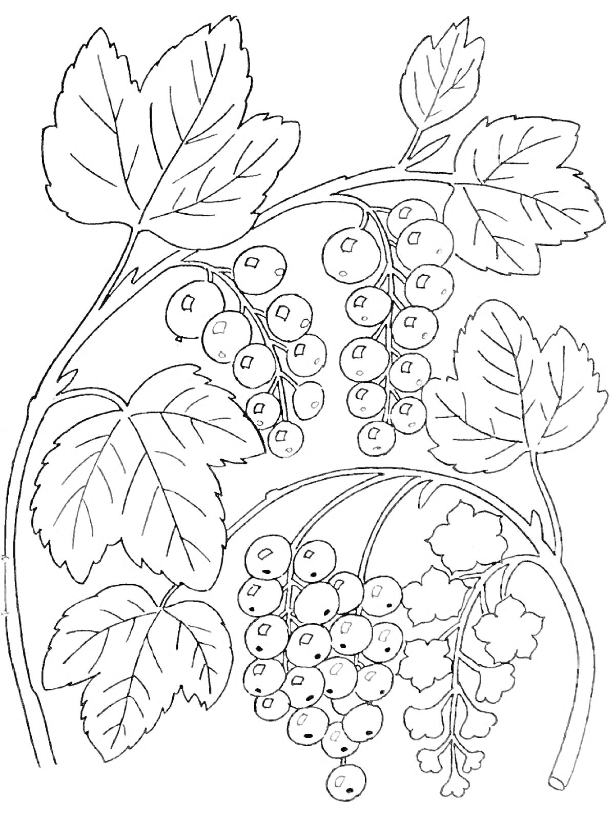 На раскраске изображено: Смородина, Ягоды, Листья, Растительность, Природа, Ветка