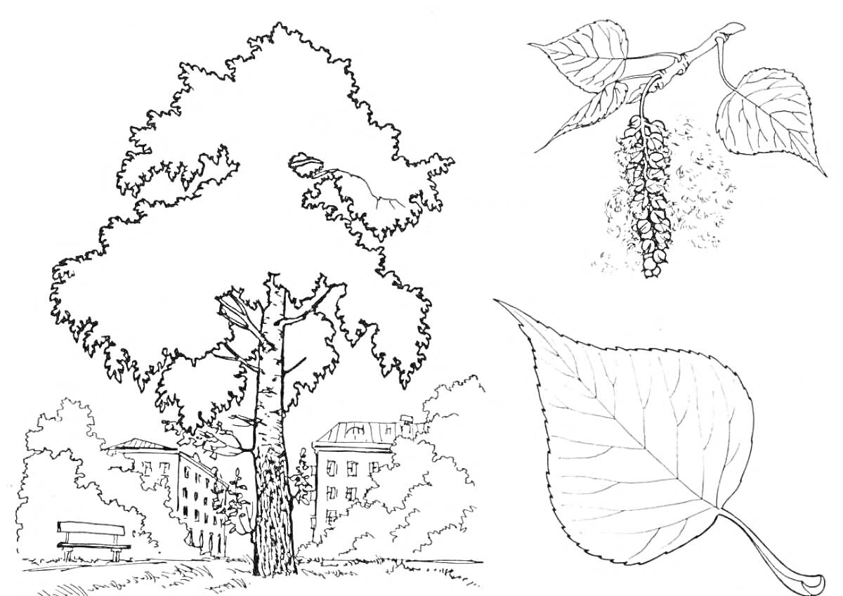 Раскраска Береза в городской среде с деталями: дерево, скамейка, дома, листья и сережка березы