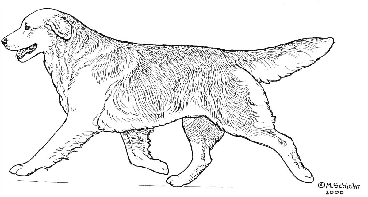 На раскраске изображено: Золотистый ретривер, Собака, Профиль, Движение, Питомец, Контурные рисунки