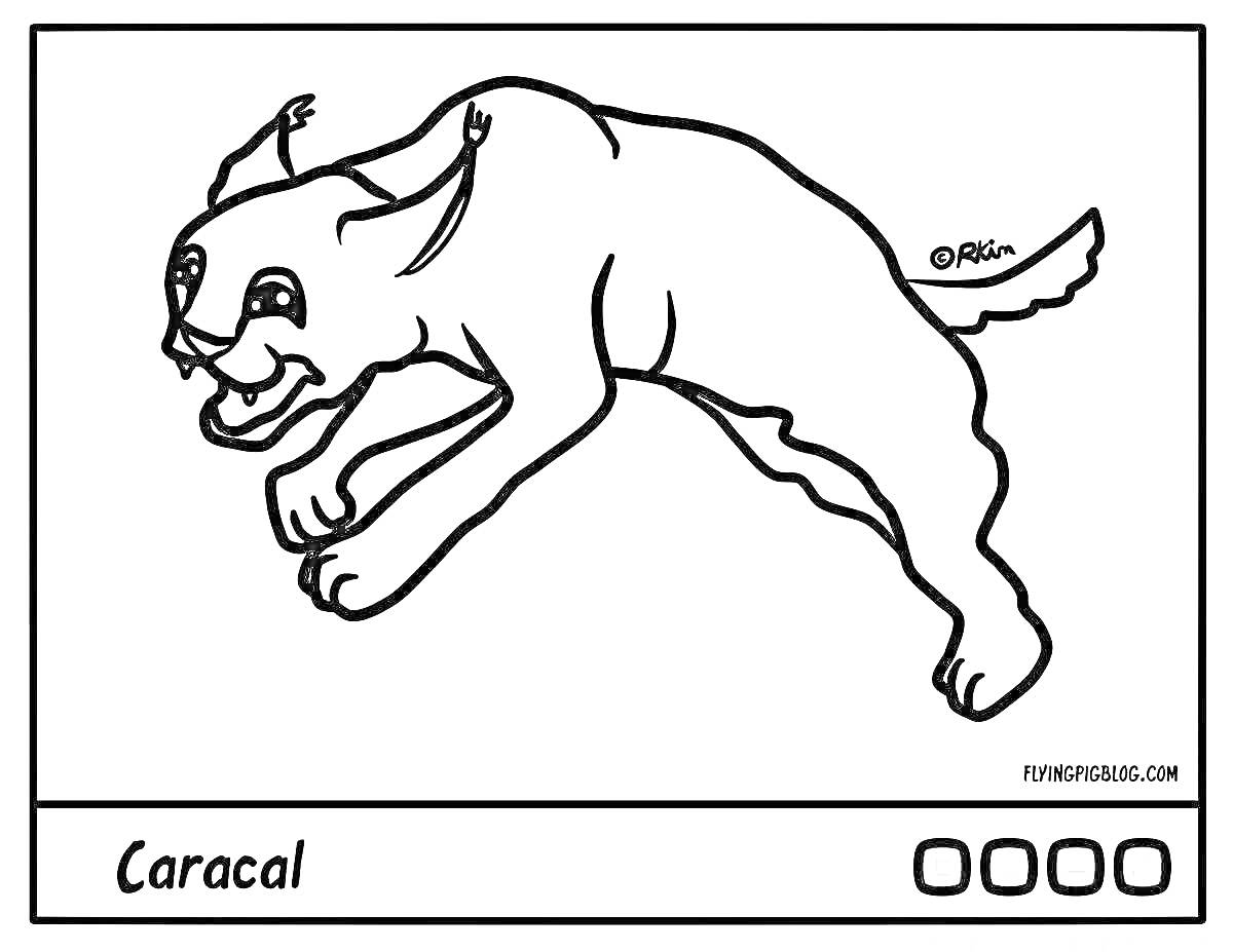 Раскраска Каракал в прыжке с улыбающейся мордой