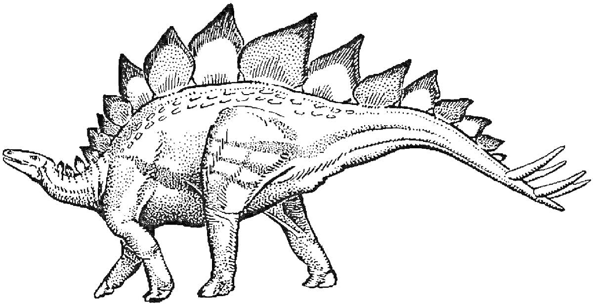 На раскраске изображено: Динозавр, Стегозавр