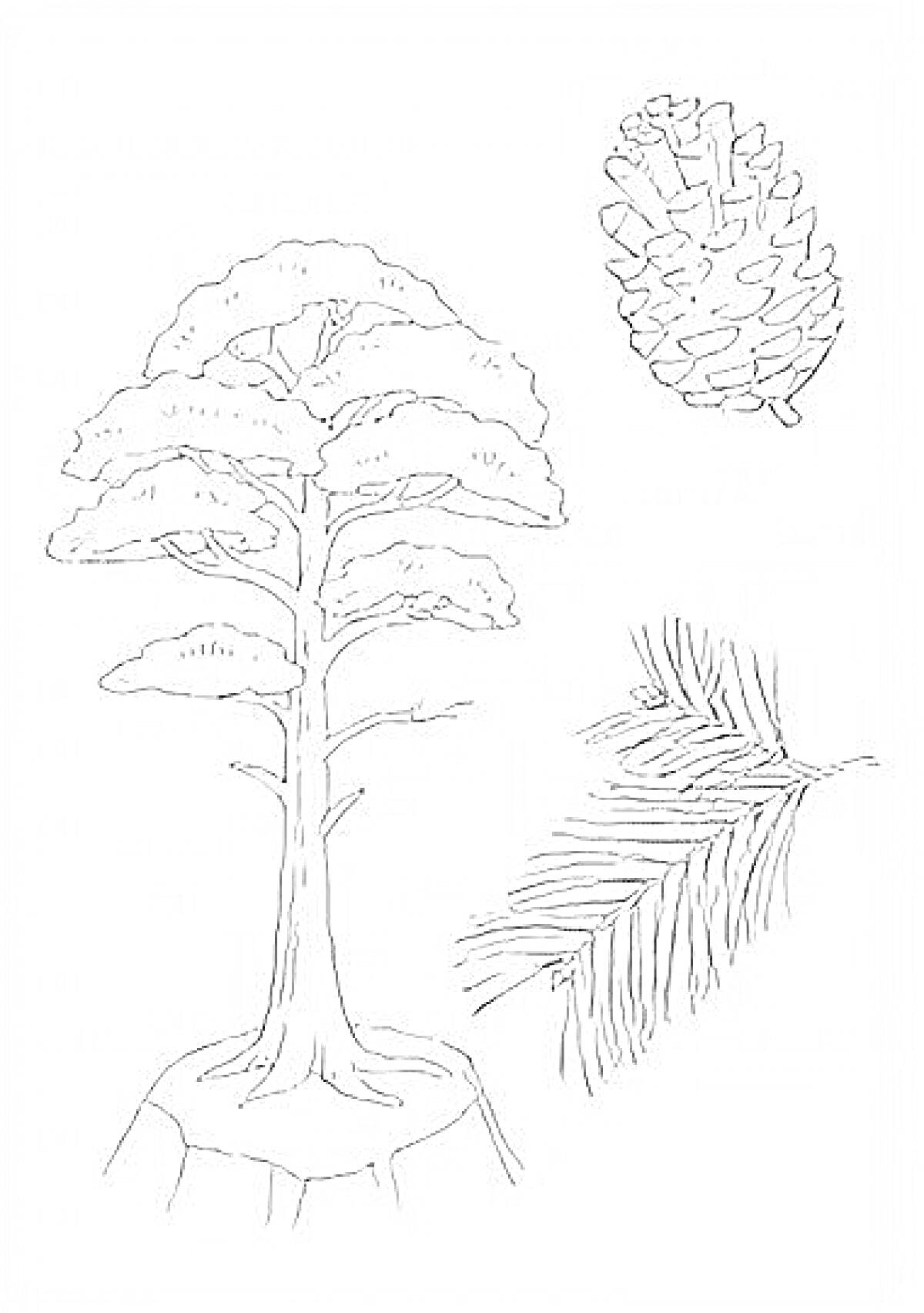 Раскраска сосна с шишкой и веткой