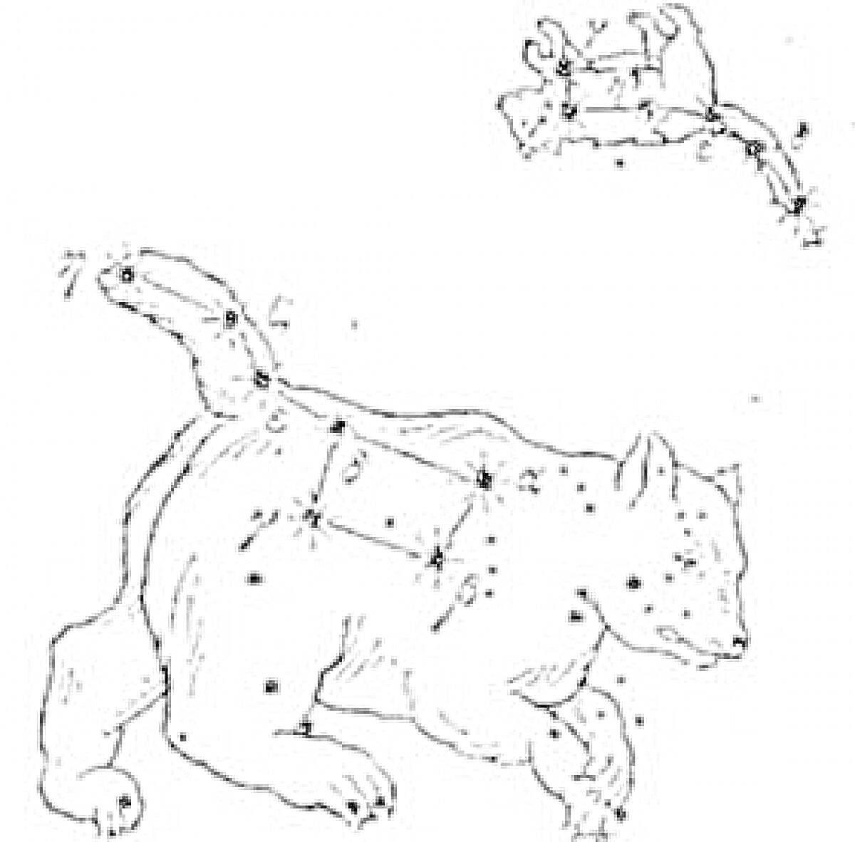 Раскраска Малая медведица и полярная звезда на фоне созвездия медведя