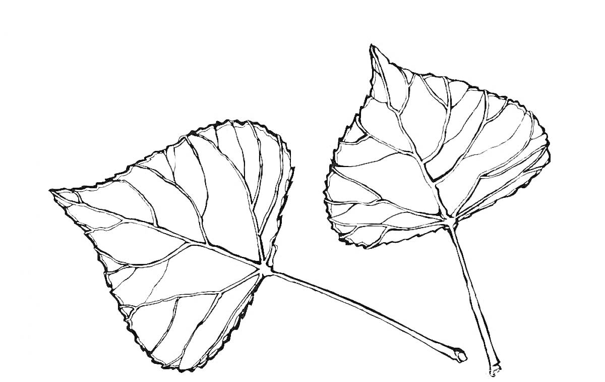 Раскраска Два листа тополя