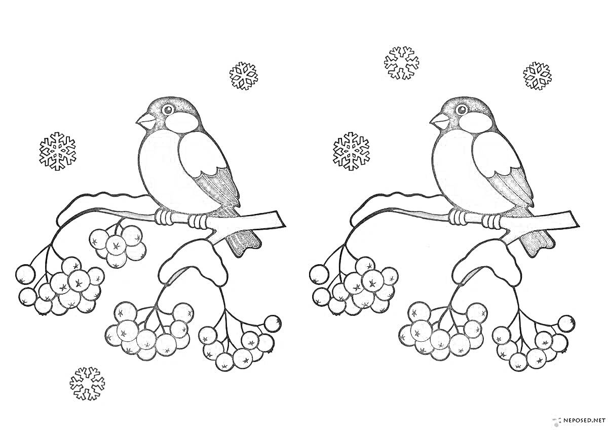 На раскраске изображено: Снегирь, Рябина, Ягоды, Снег, Снежинки, Зима, Птица, Ветка