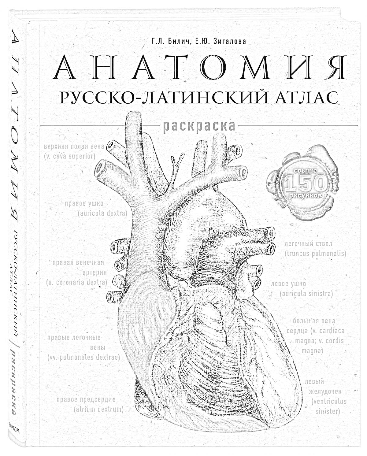 На раскраске изображено: Анатомия, Артерии, Вены