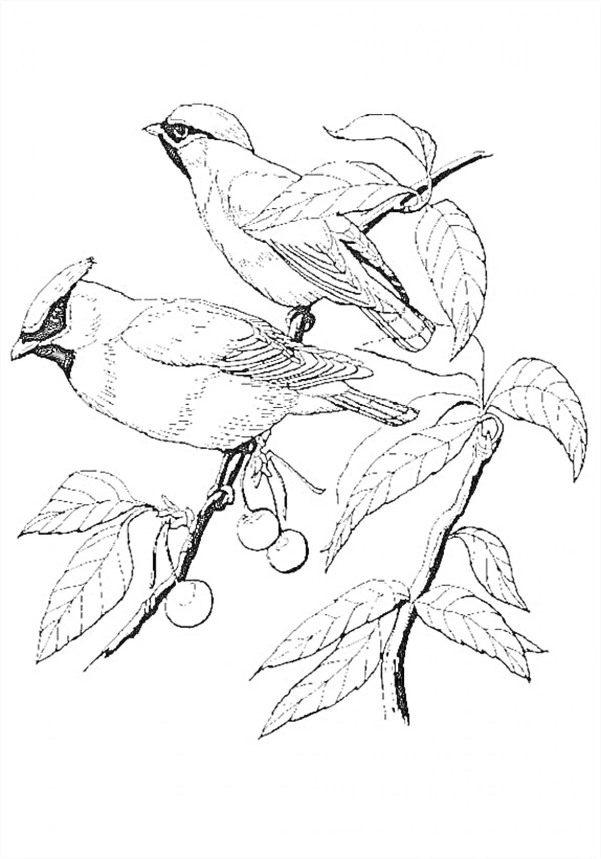 Раскраска Свиристели на ветке с листьями и ягодами
