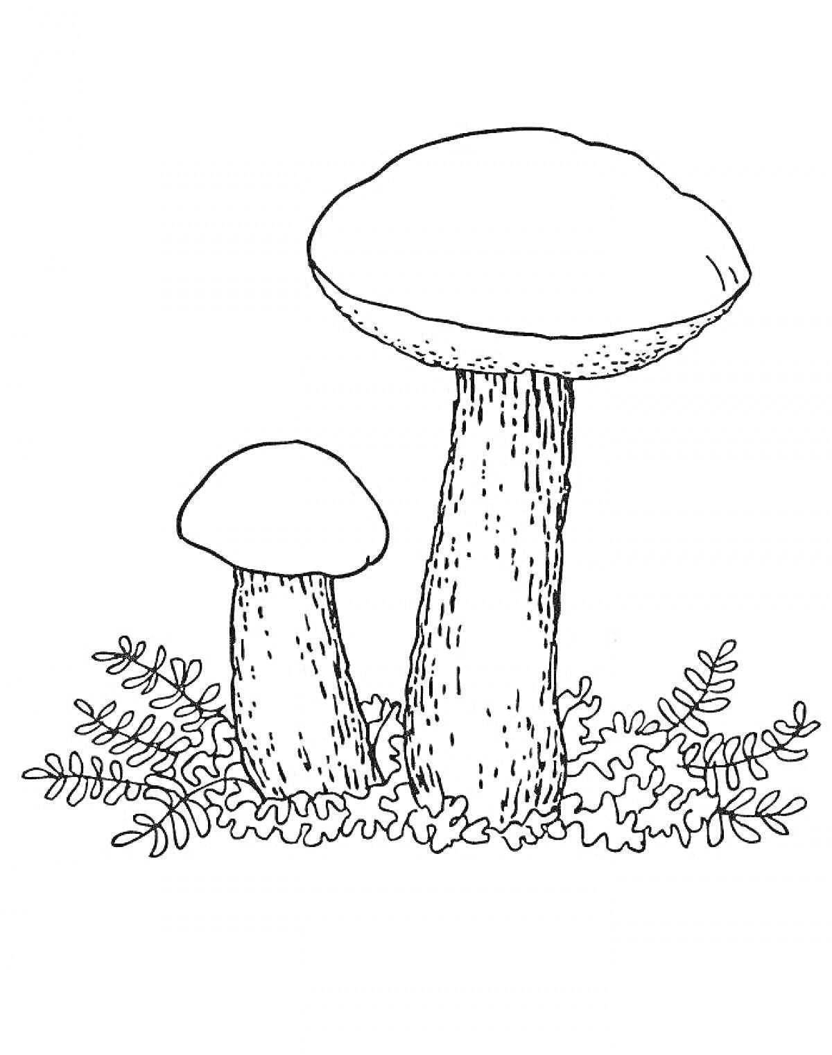 На раскраске изображено: Грибы, Два гриба, Папоротники, Мох, Природа, Лес, Растения, Ботаника