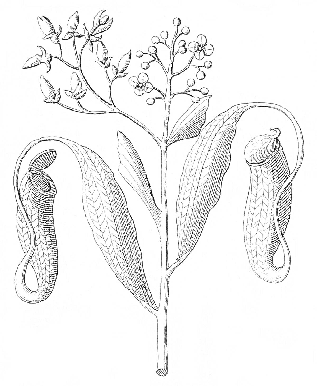 На раскраске изображено: Хищное растение, Цветы, Листья, Ботаника, Природа