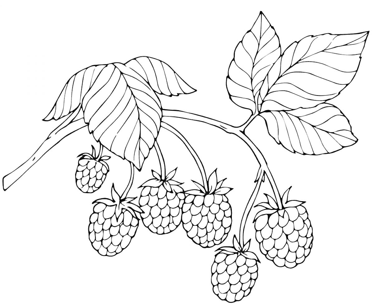 Раскраска Ветка малины с ягодами и листьями