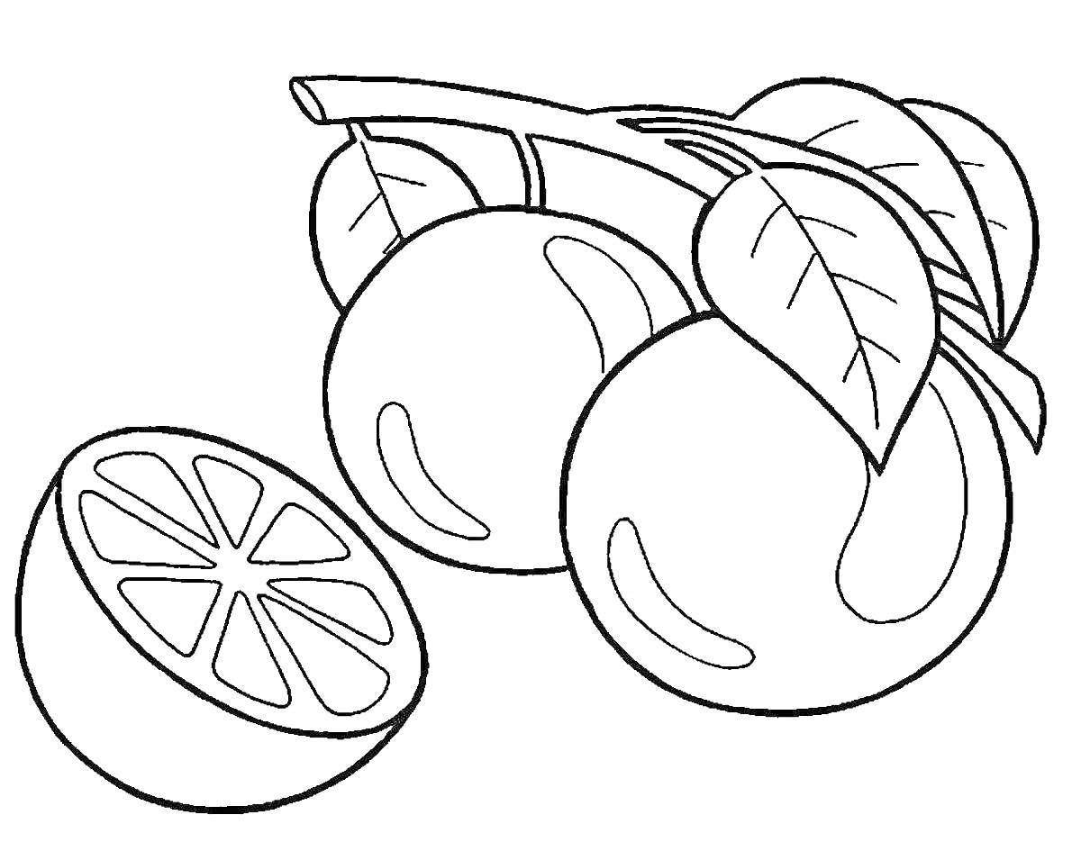 На раскраске изображено: Фрукты, Апельсин, Листья, Плоды