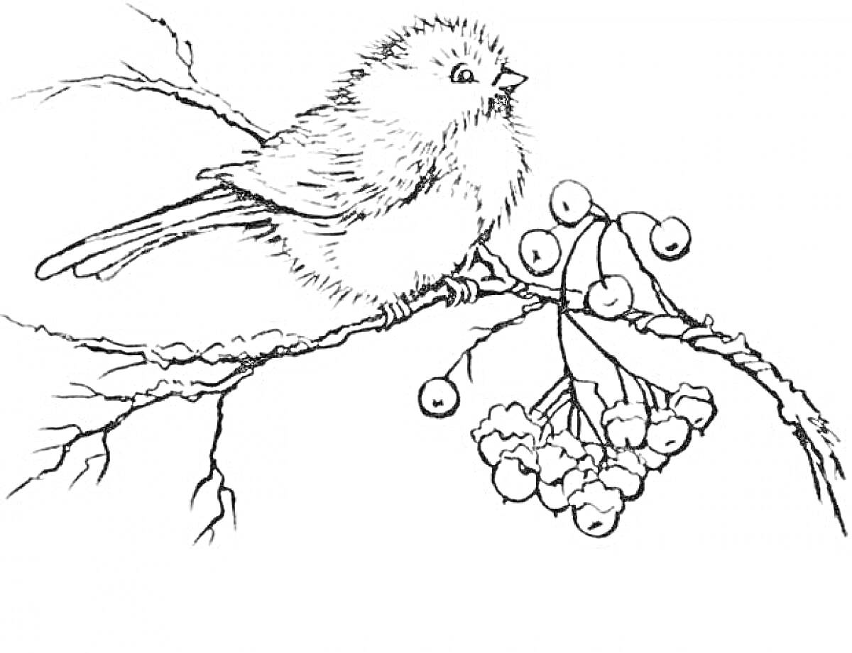 Раскраска Синица на ветке с ягодами
