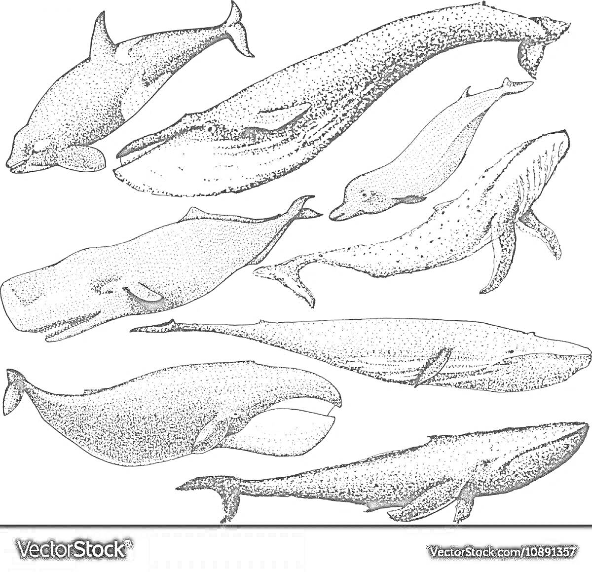 Раскраска Набор иллюстраций различных видов китов, включая гренландского кита, кашалота, нарвала и других китов