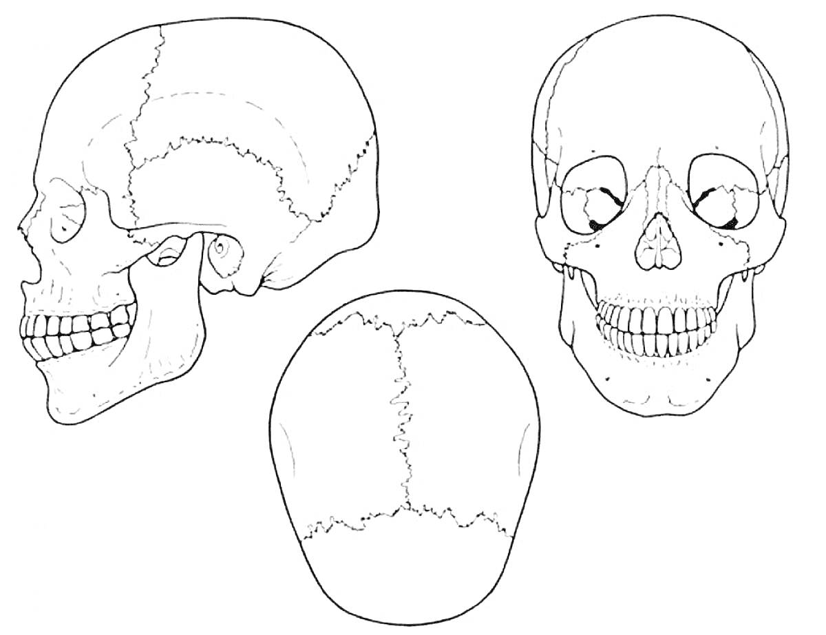 Раскраска Череп человека в трех проекциях (вид сбоку, спереди и сверху)