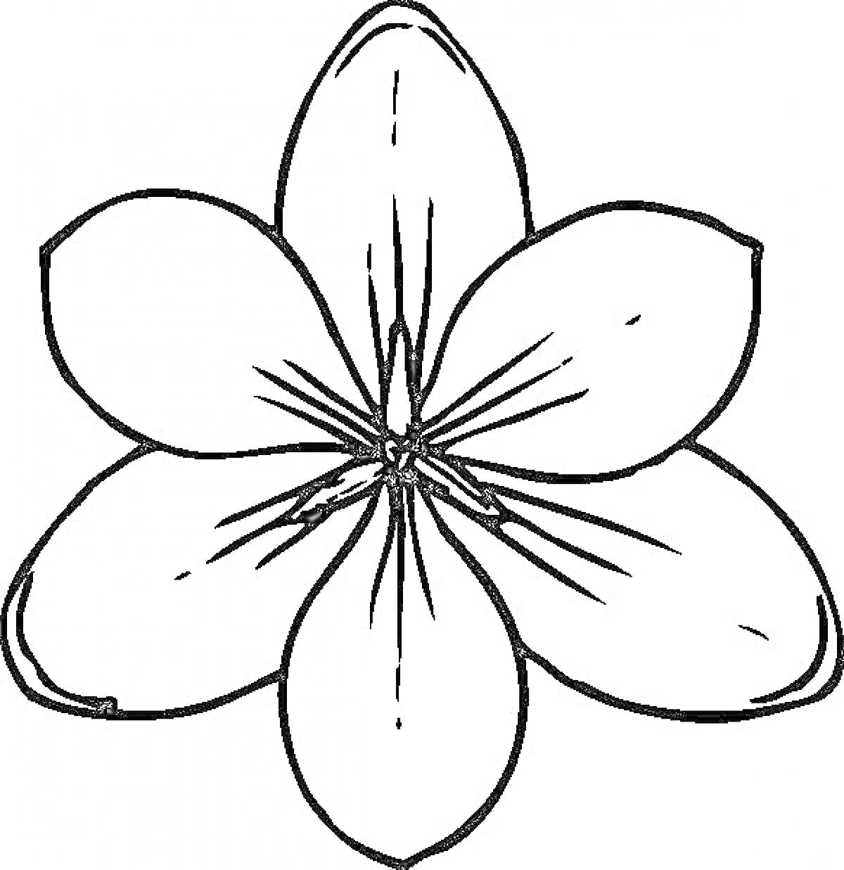 Раскраска Пятилистный цветок с прожилками в центре