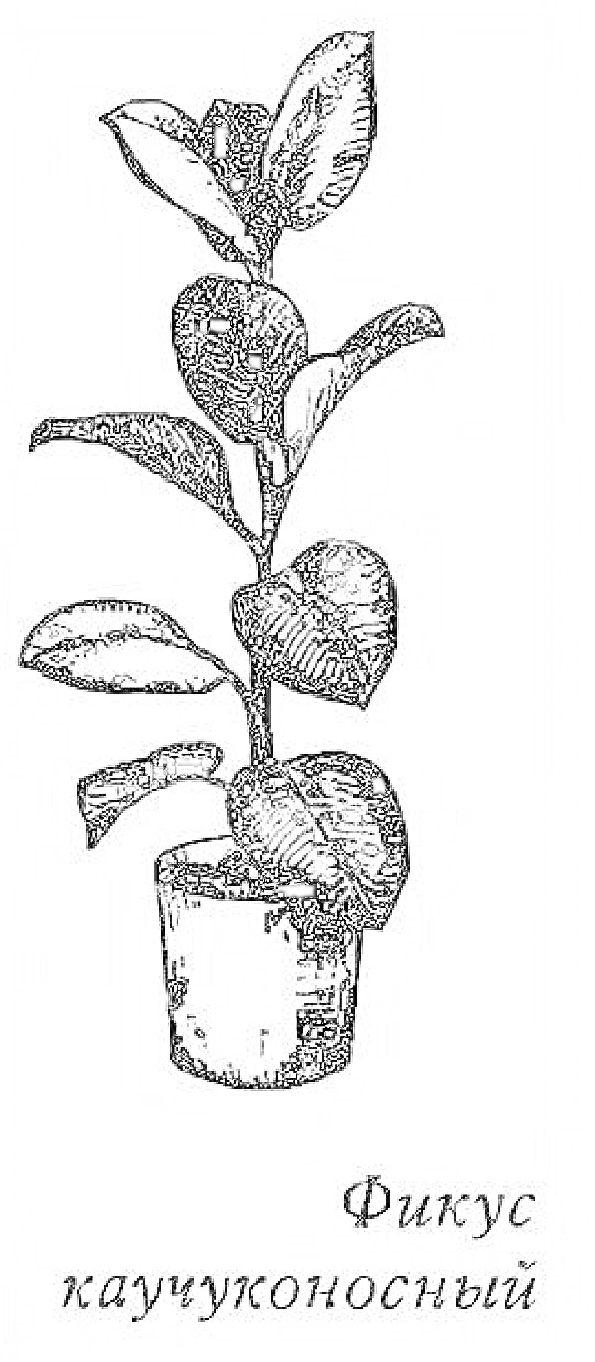 На раскраске изображено: Фикус, Листья