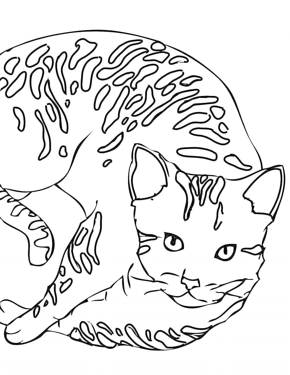 На раскраске изображено: Домашние животные, Животные, Кот