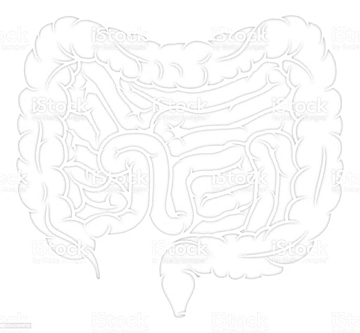 На раскраске изображено: Кишечник, Человеческое тело, Толстый кишечник, Тонкий кишечник, Пищеварительная система, Анатомия, Медицинская иллюстрация, Биология